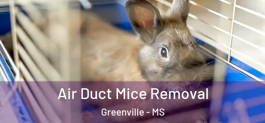  Air Duct Mice Removal Greenville - MS